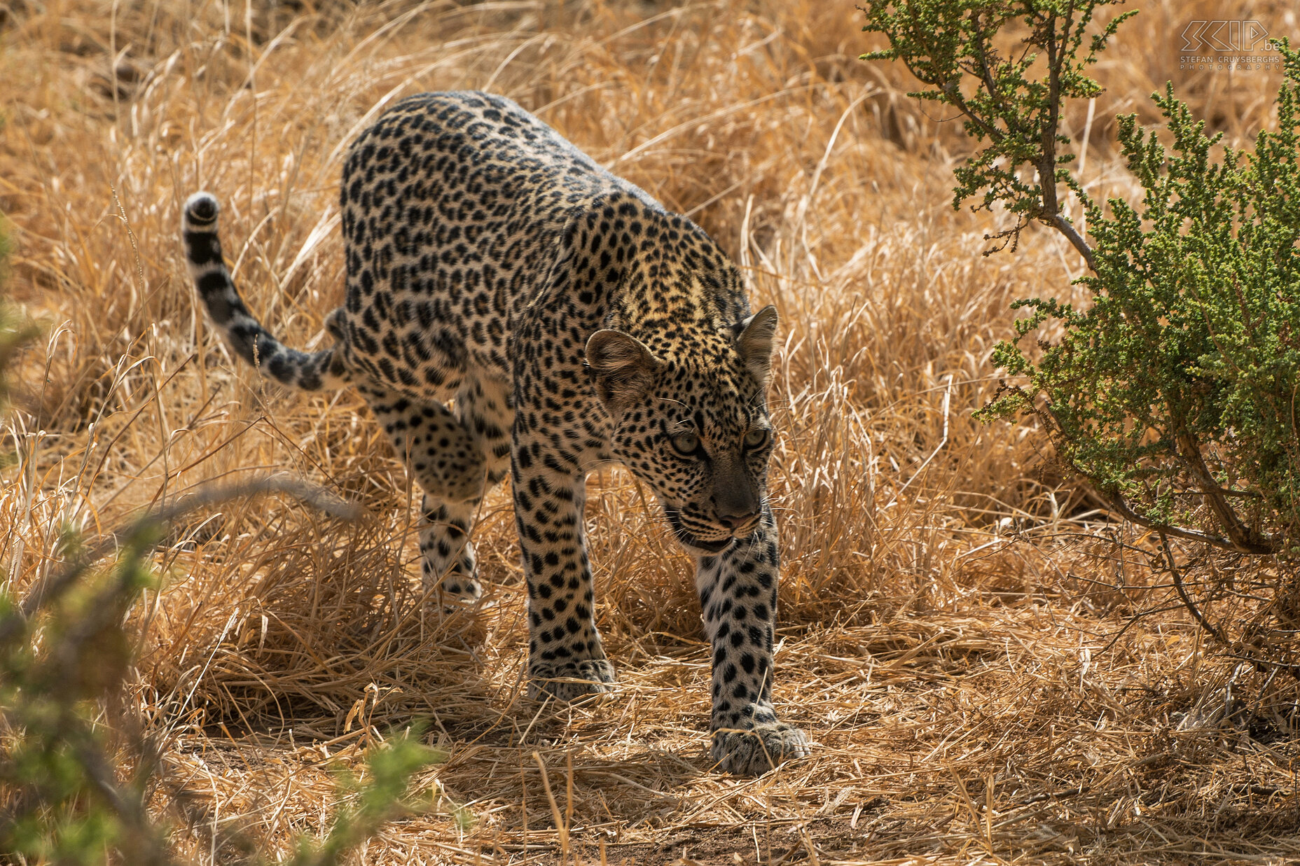 Samburu - Jong luipaard Een jong luipaard vlak bij onze jeep. Stefan Cruysberghs